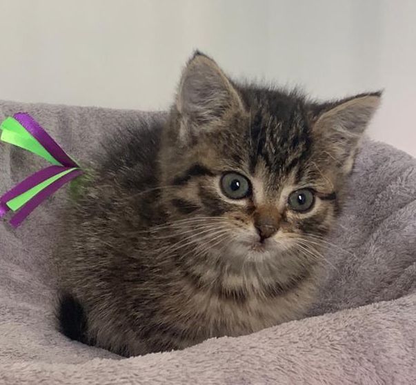 Zugelaufen/Ausgesetzt – Katzenkind am 29.04.2022 vor Tierheimbüro ausgesetzt