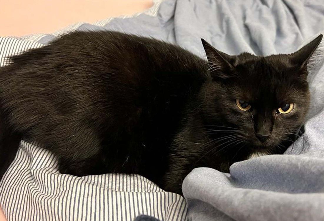 Vermisst – Katze Tinker aus der Steinbergstrasse