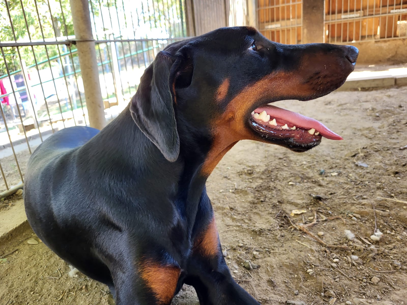 Dobermann Azura
