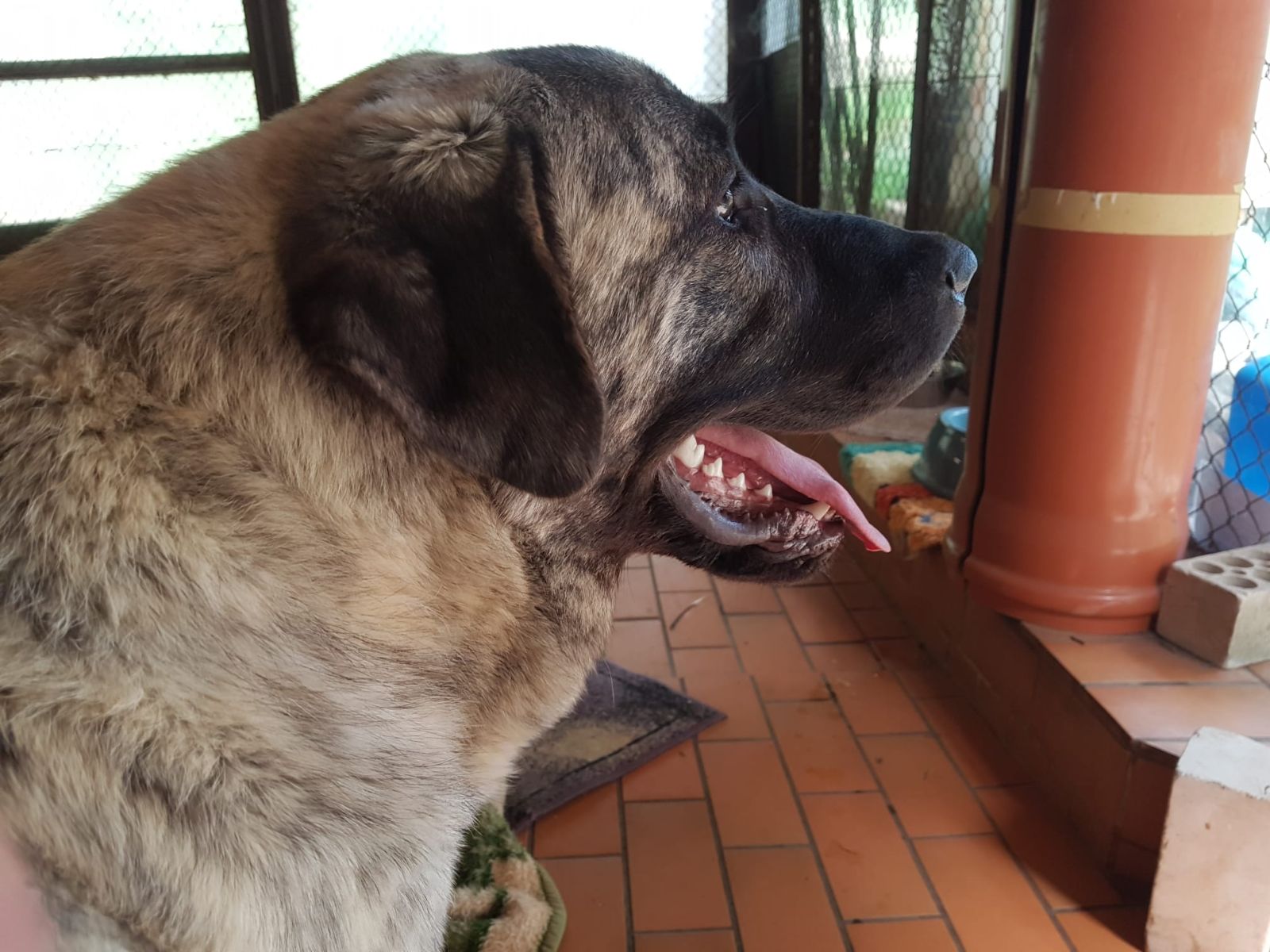 Owtscharka Mix Anouk