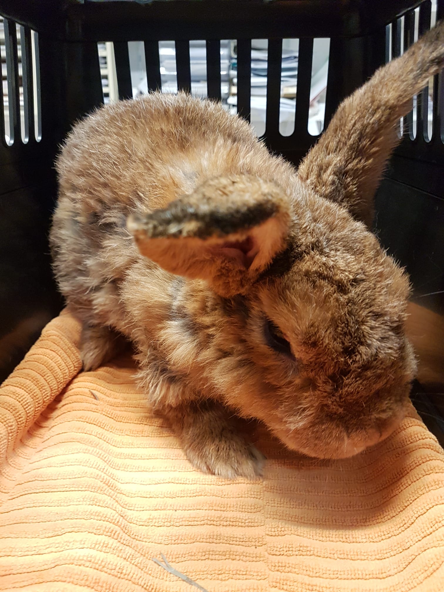 Zugelaufen – 3 Kaninchenböcke aus Elze