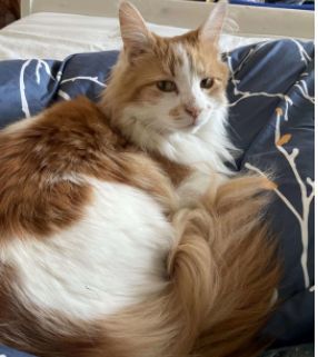 Vermisst – Kater Haku aus Sarstedt