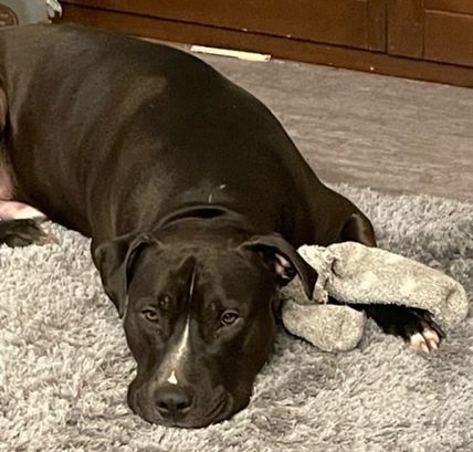 Staffordshire Terrier Hugo