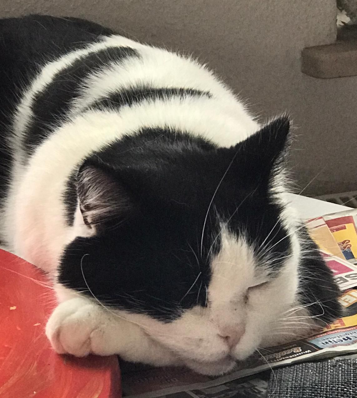 Vermisst – Kater Shelly aus Algermissen