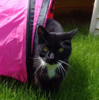 Vermisst – Katze Micky aus Eime