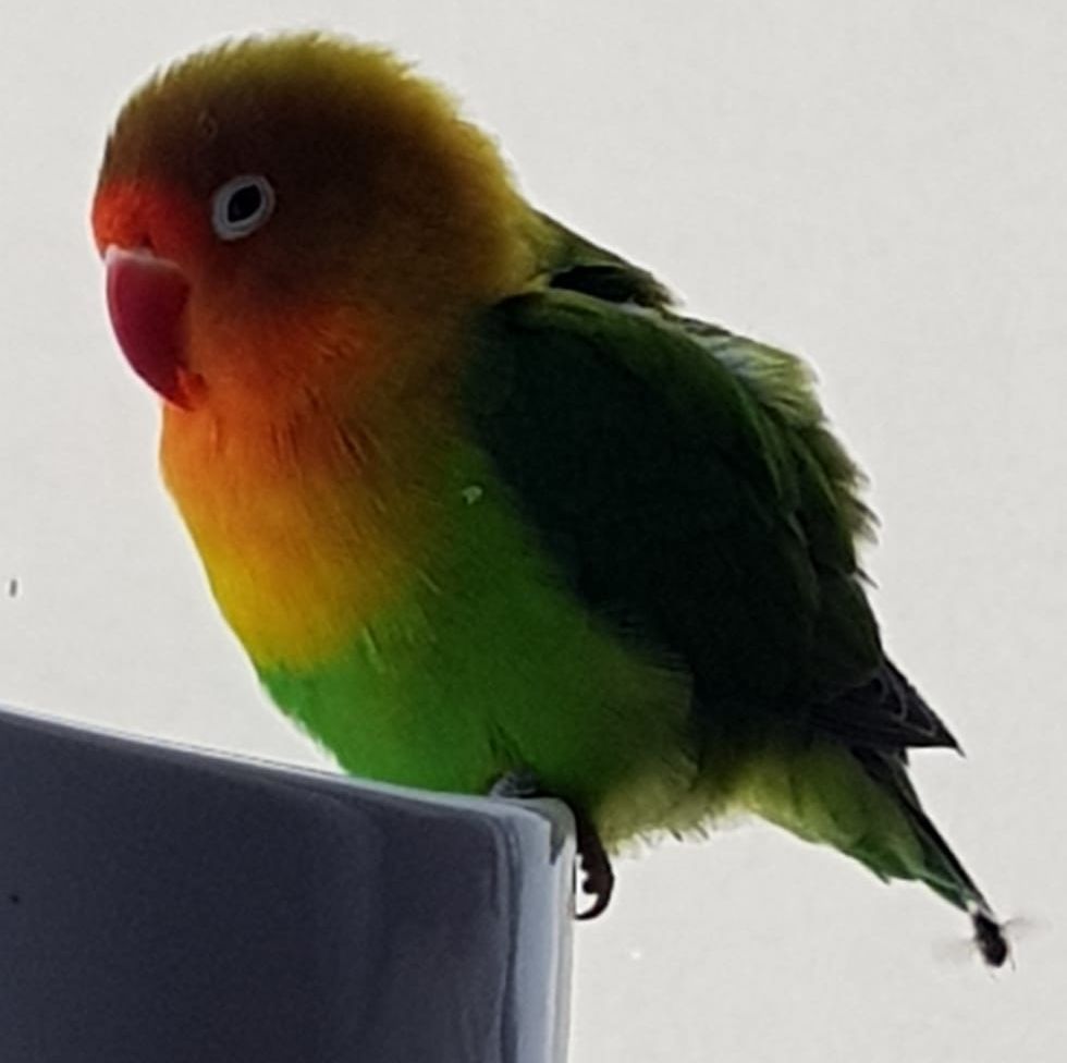 Zugeflogen – Sittich in Alfeld Zentrum zugeflogen