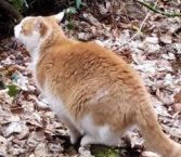 Vermisst – Kater Tiger aus Holle