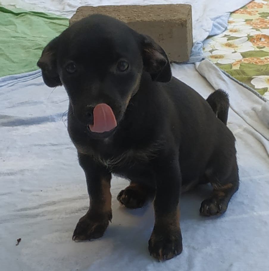 Terrier Mix Welpe Nelly