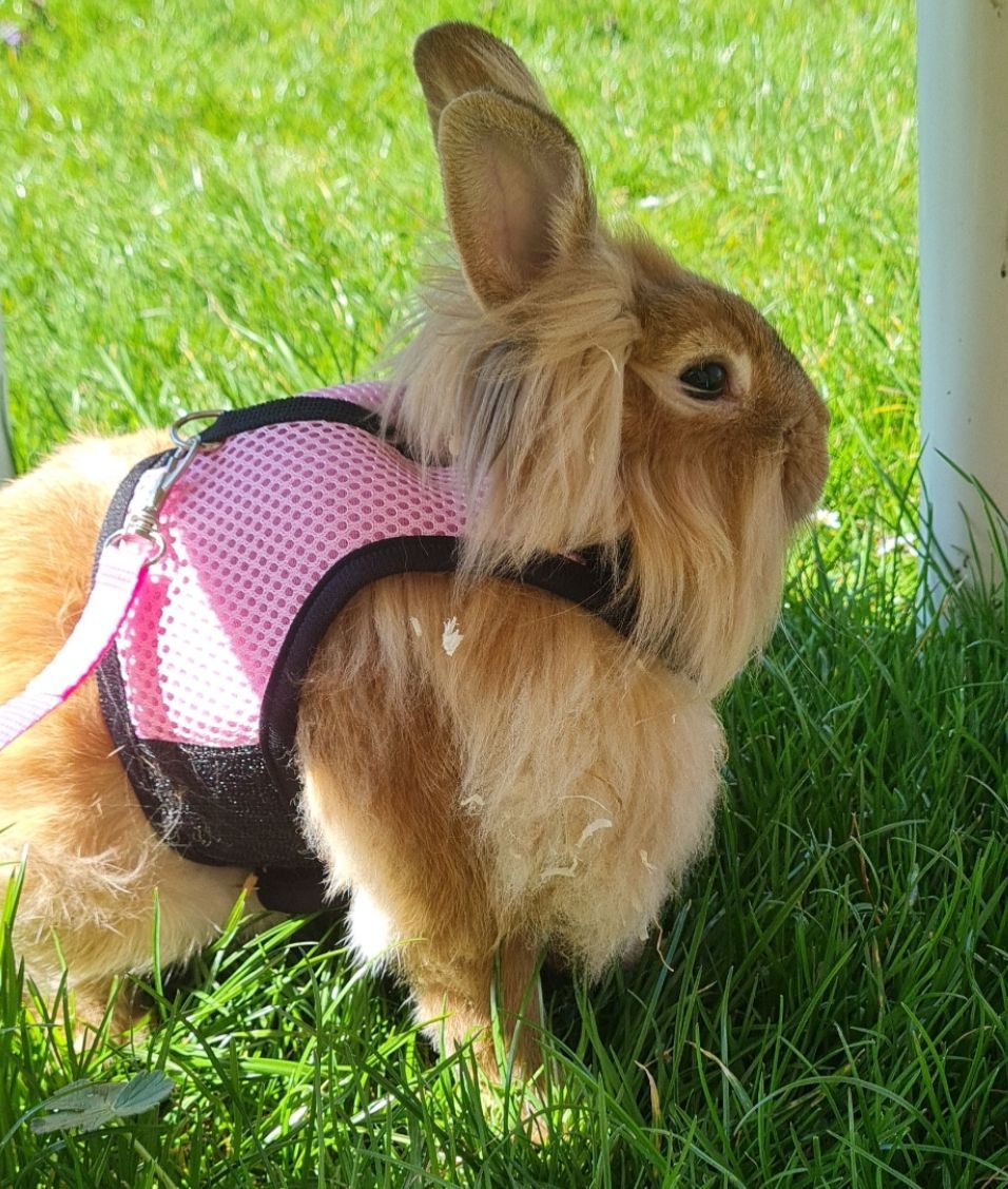 Vermisst – Kaninchen in Hoheneggelsen Rosenhagen