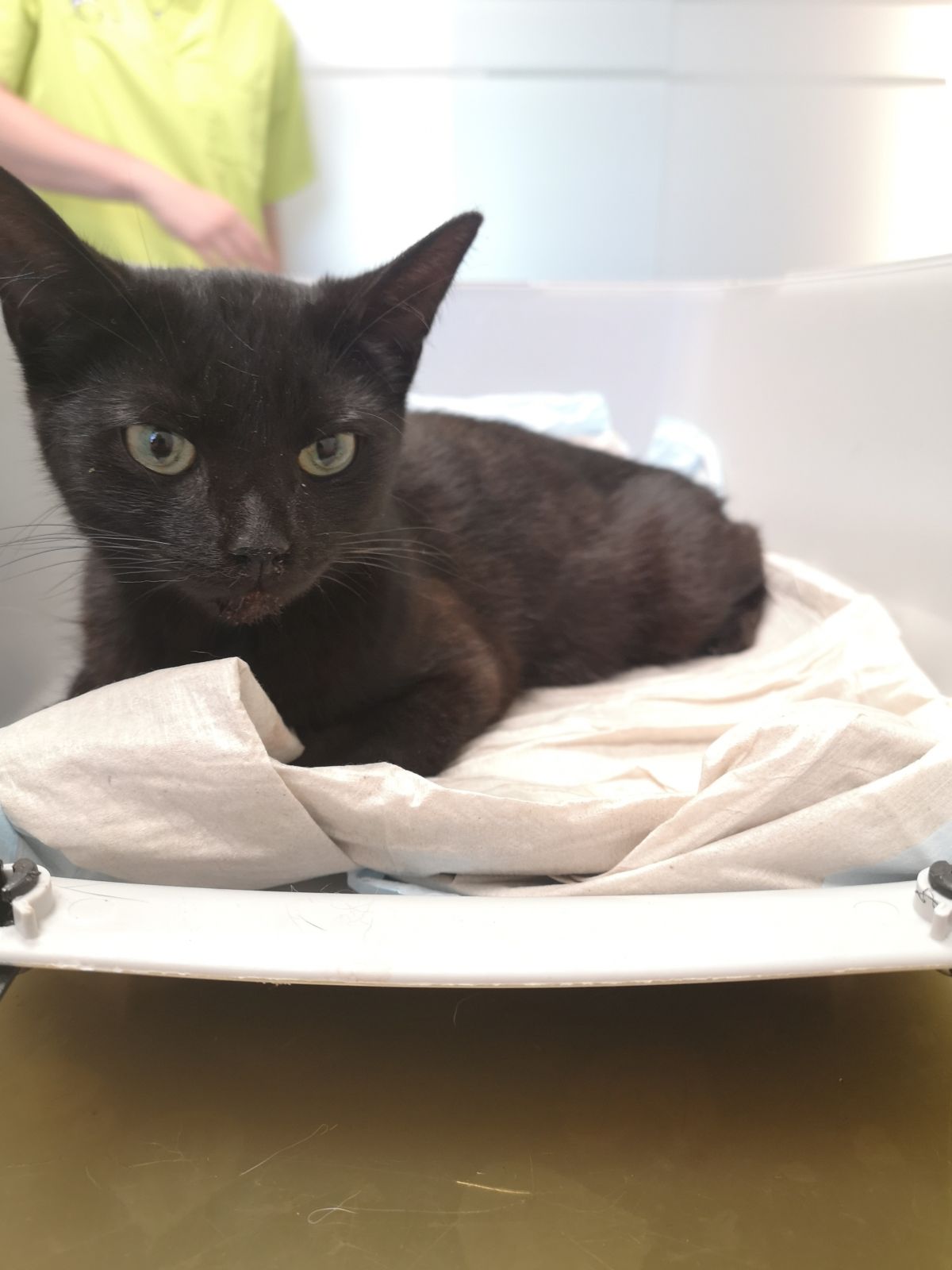 Zugelaufen – schwarze Jungkatze in Elze