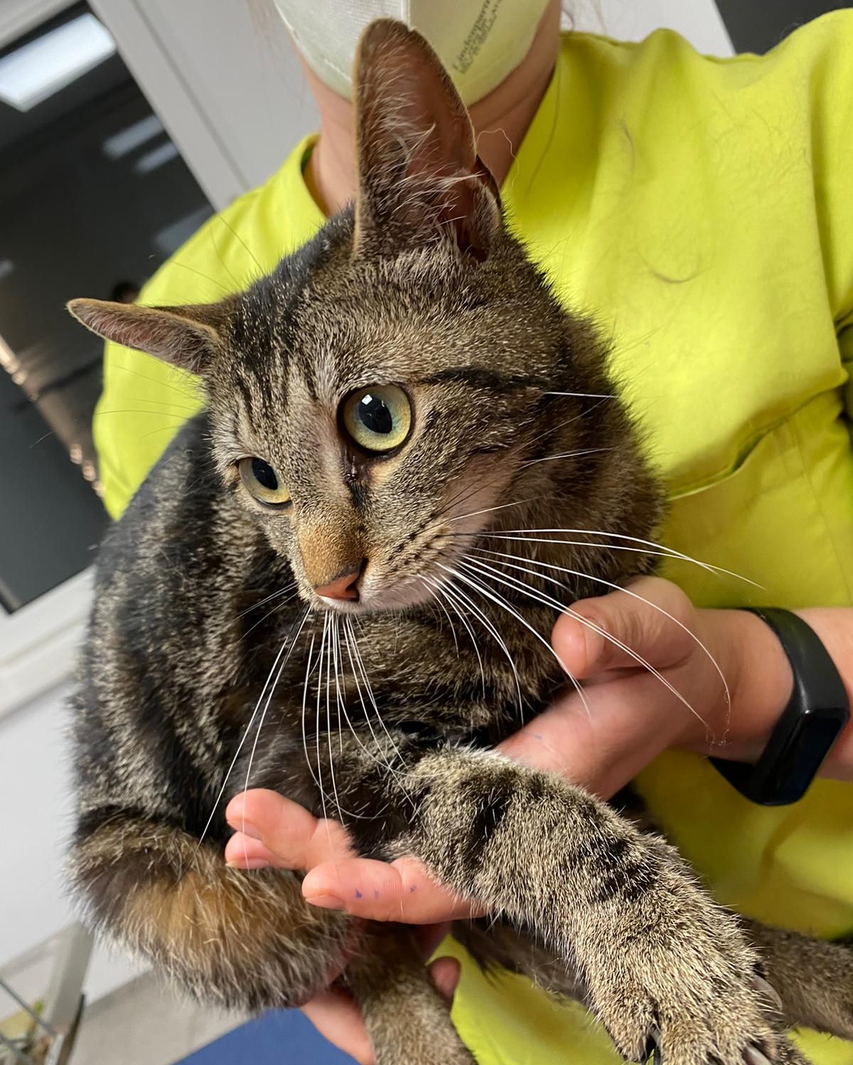 Zugelaufen – Katze Fibi in der Struckmannstrasse Hildesheim