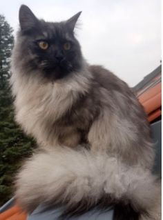 Vermisst – Kater Philemon aus Hildesheim