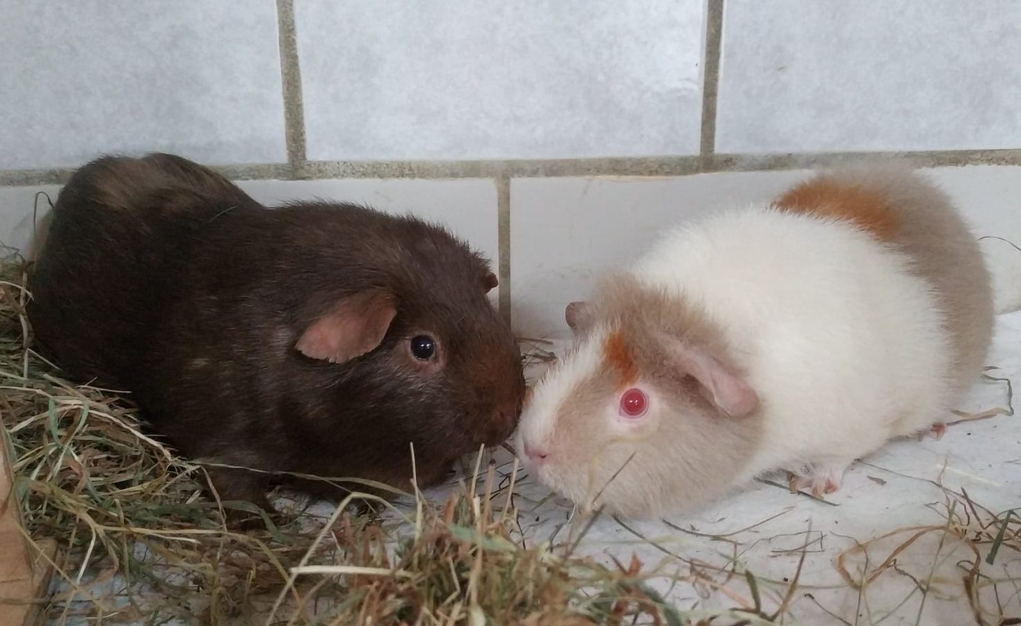 Zugelaufen/Ausgesetzt – 2 Meerschweinchen in Harsum am Kanal