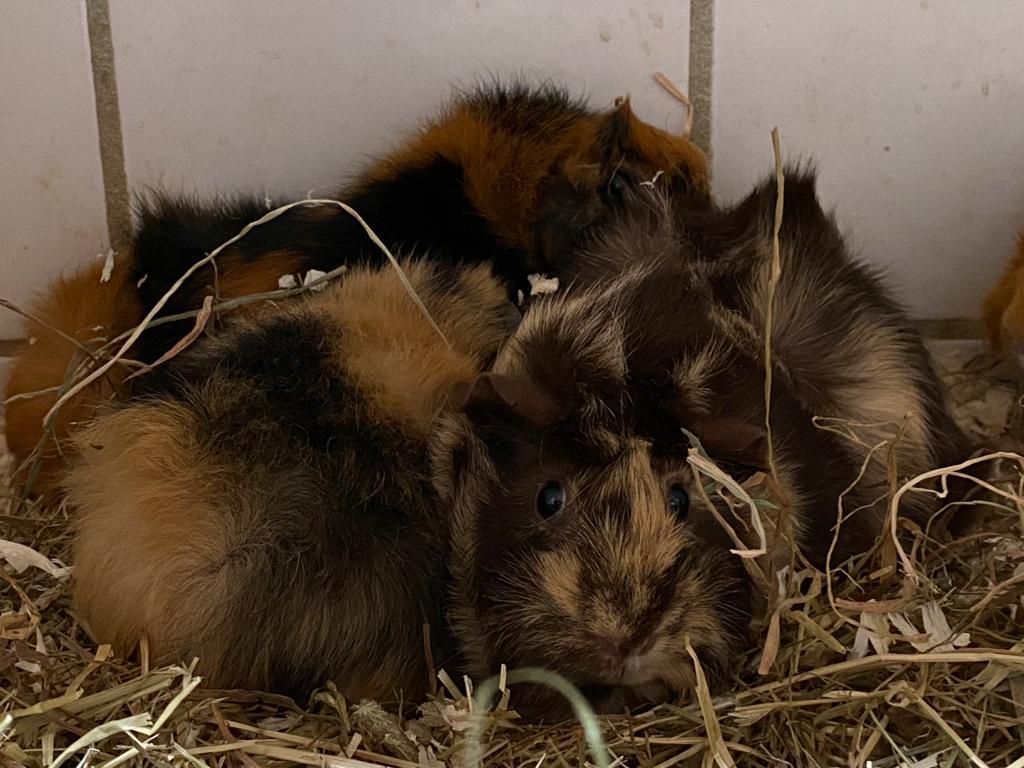 Zugelaufen/Ausgesetzt – 18 Meerschweinchendamen und Herren in Heisede am Badesee