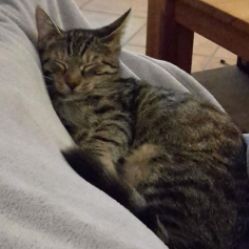 Vermisst – Katze Mira aus Hildesheim