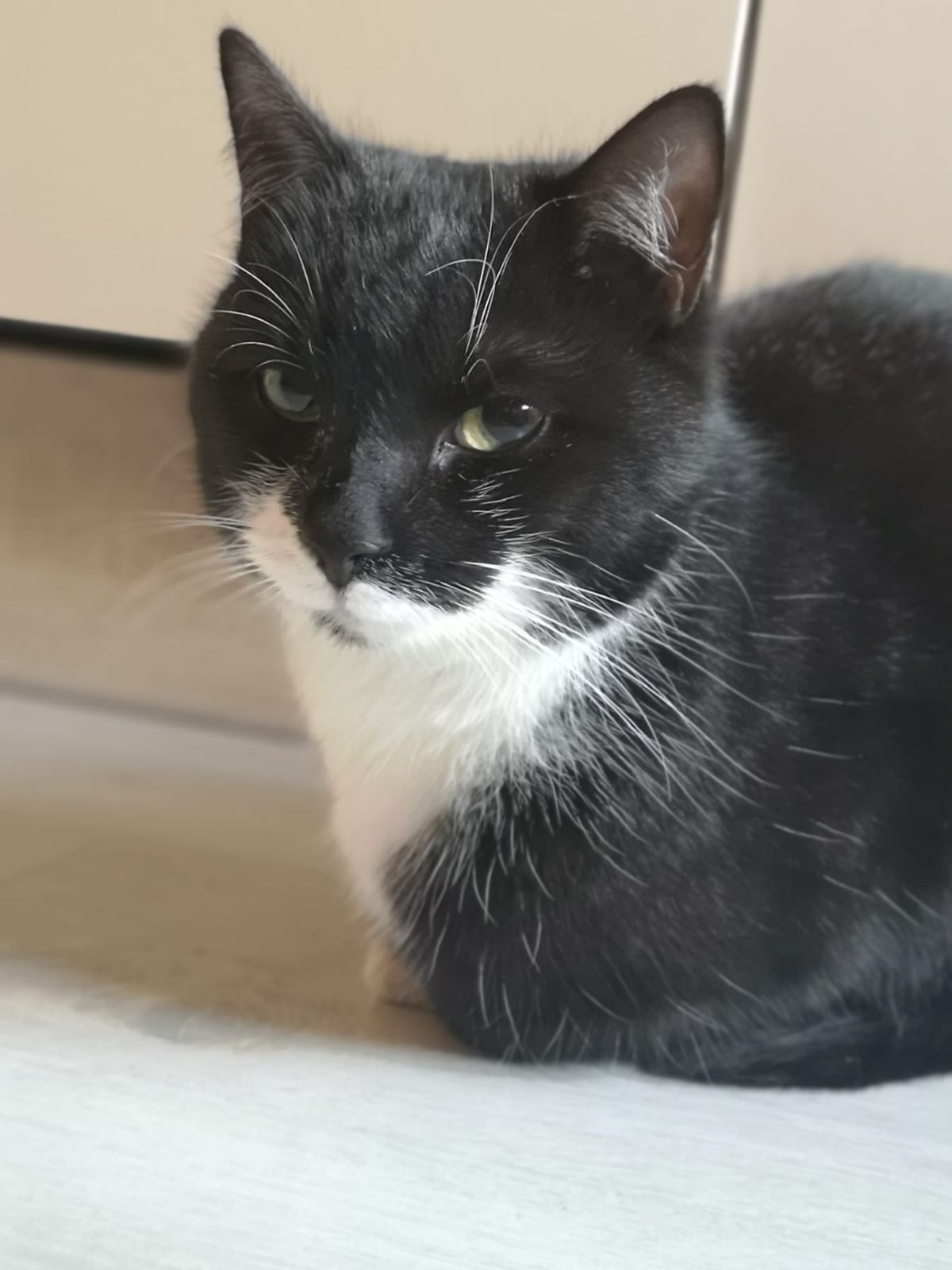 Vermisst – Katze Money aus Pattensen