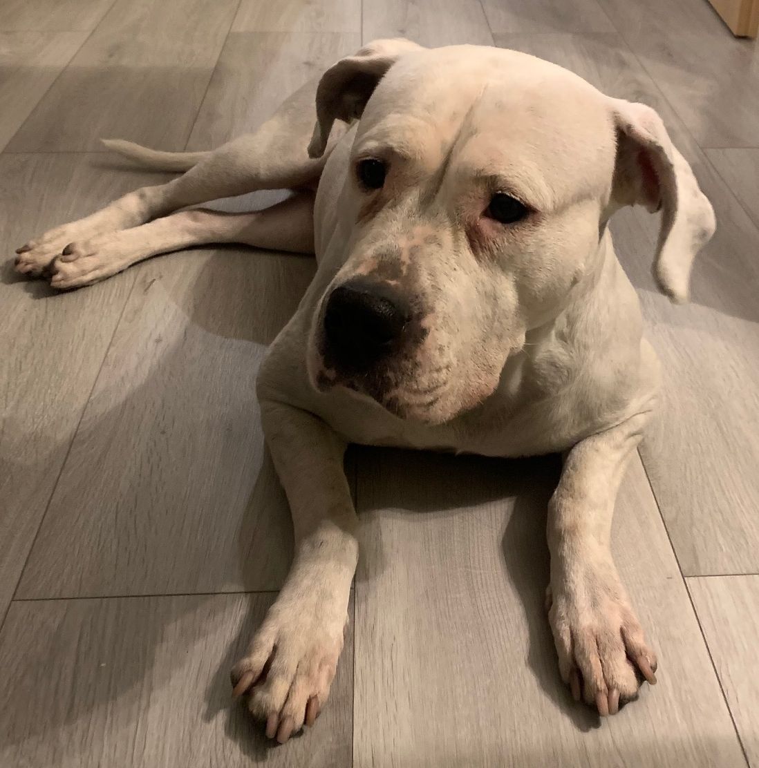 Dogo Argentino Hündin Saily dringende Privatvermittlung