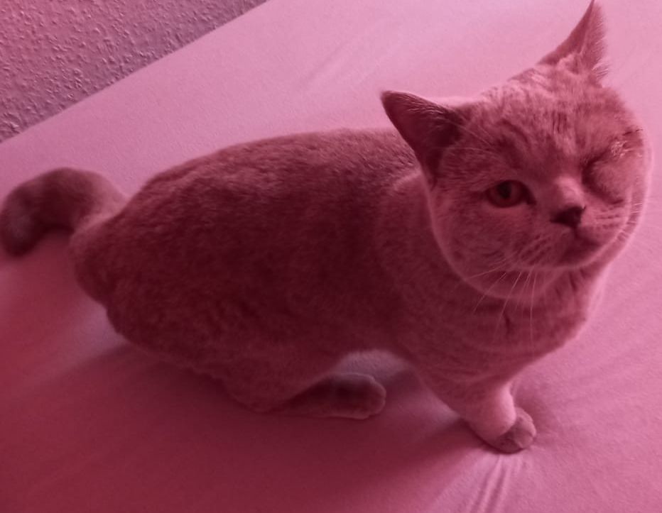 Vermisst – Kater Tekir aus der Kardinal-Bertram-Strasse in Hildesheim