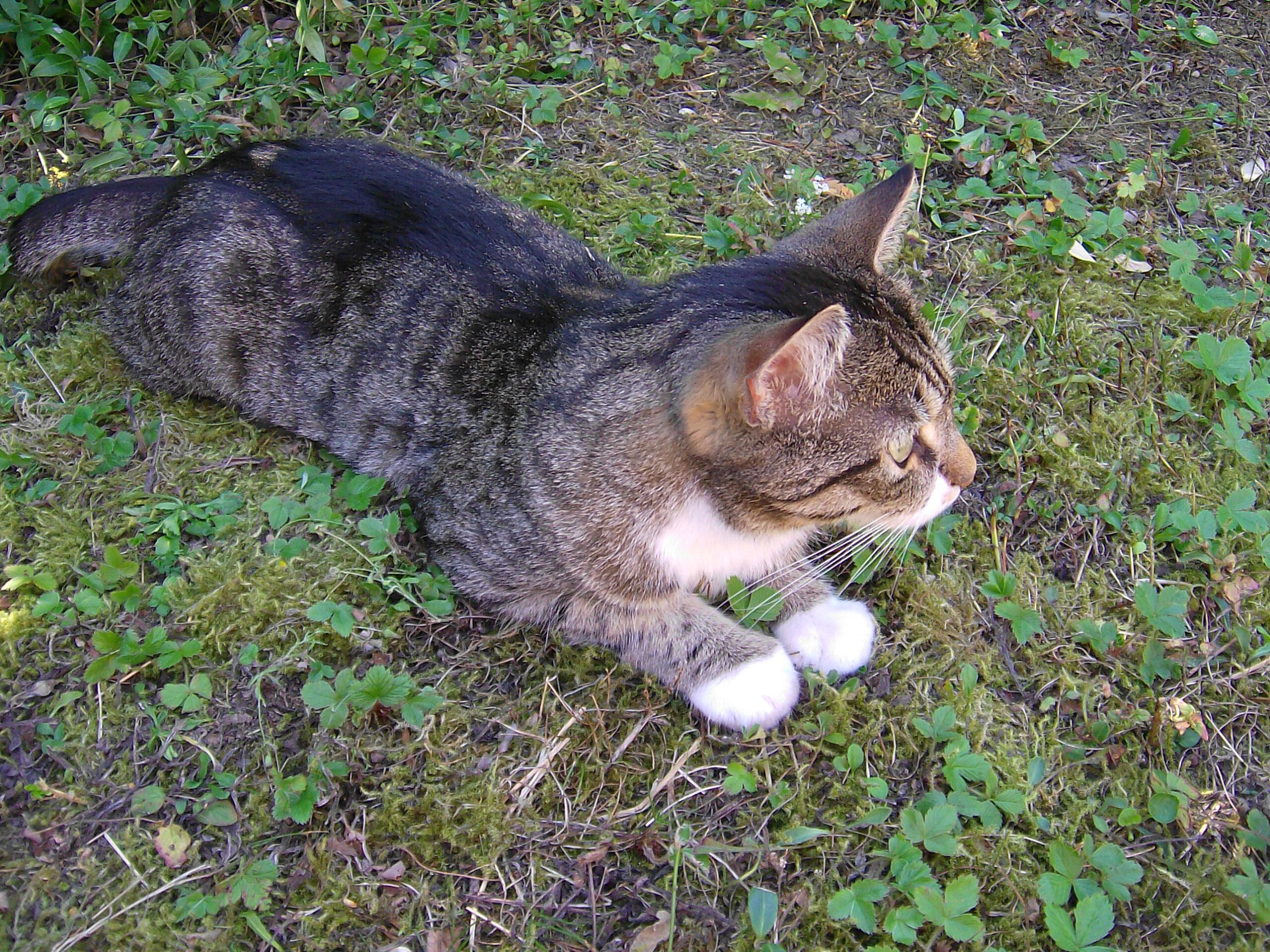 Vermisst – Katze Alne in Sarstedt