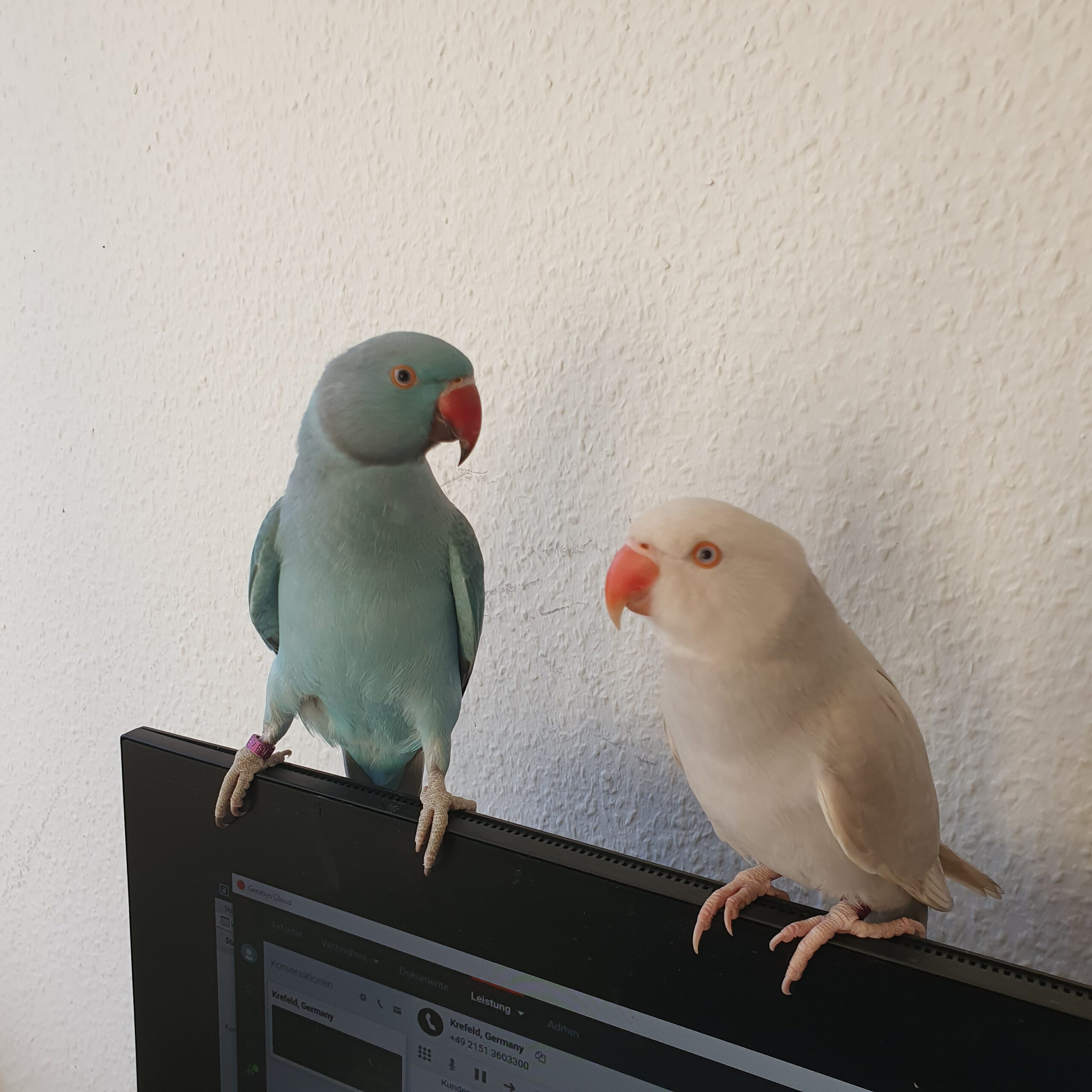 Vermisst – blauer Halsbandsittich in Hildesheim, Viktoriastraße