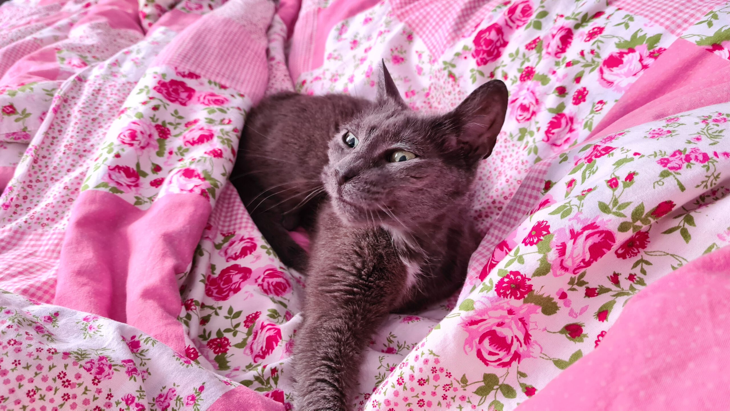 Vermisst – Katze Gina in Hildesheim-Nordstadt