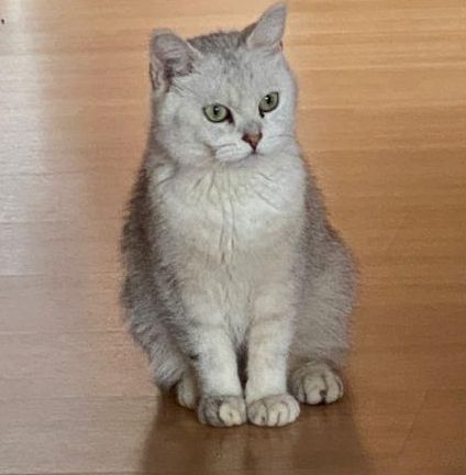 Vermisst – Katze aus Max Boyken Ring