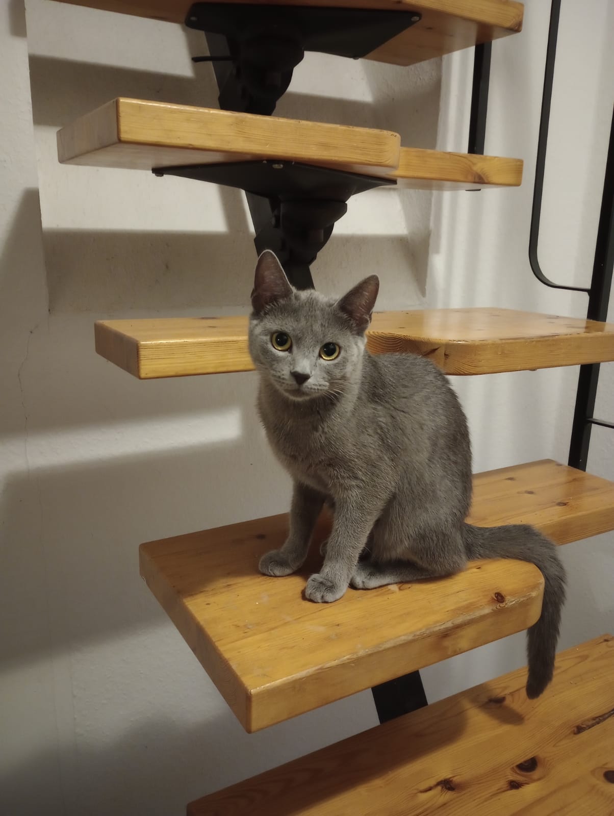 Vermisst – Katze Zola in Hildesheim, Braunschweiger Straße