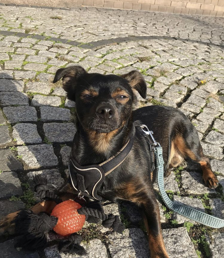 Dackel-Schäferhundmix Pablo – Privatvermittlung