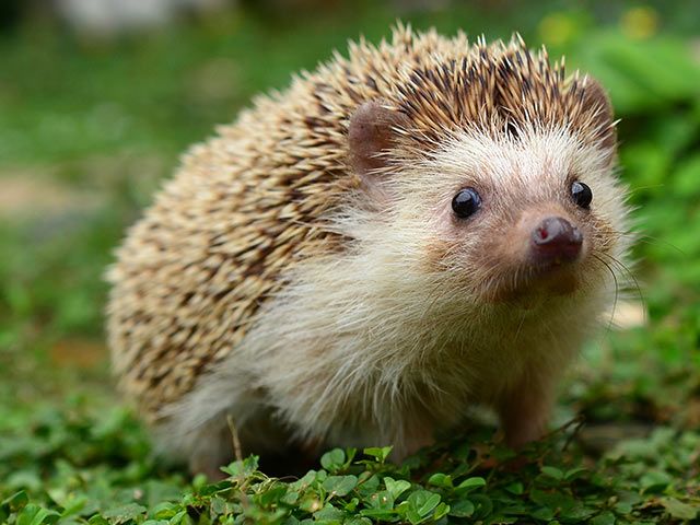 Bitte schützen Sie unsere Igel vor Motorsensen und Mährobotern