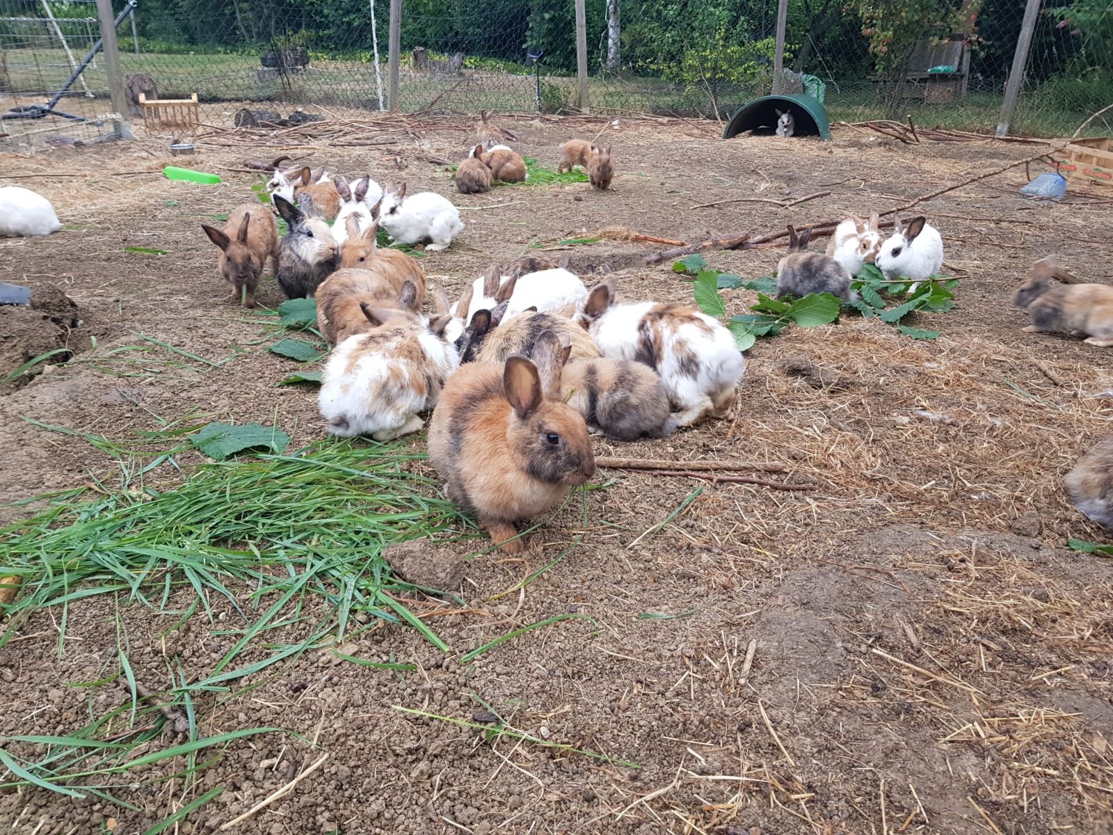 Kaninchen Privatvermittlung
