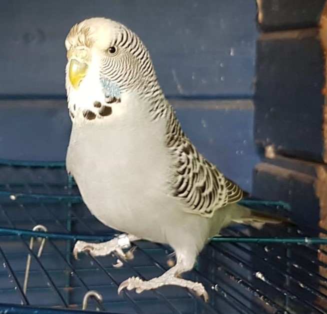 Vermisst – Blauer Wellensittich Kevin aus Himmelthür