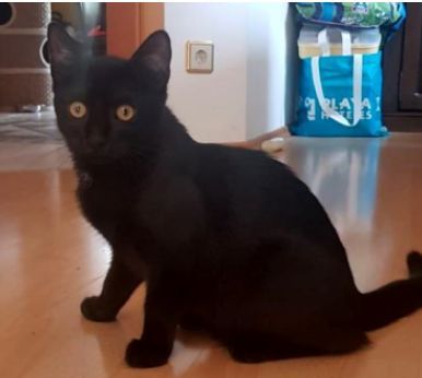 Vermisst – Kater Mickey aus Hildesheim