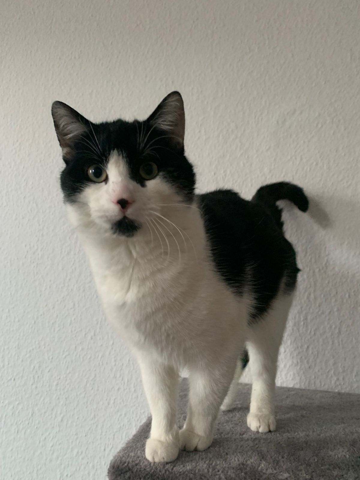 Vermisst – Kater Monte