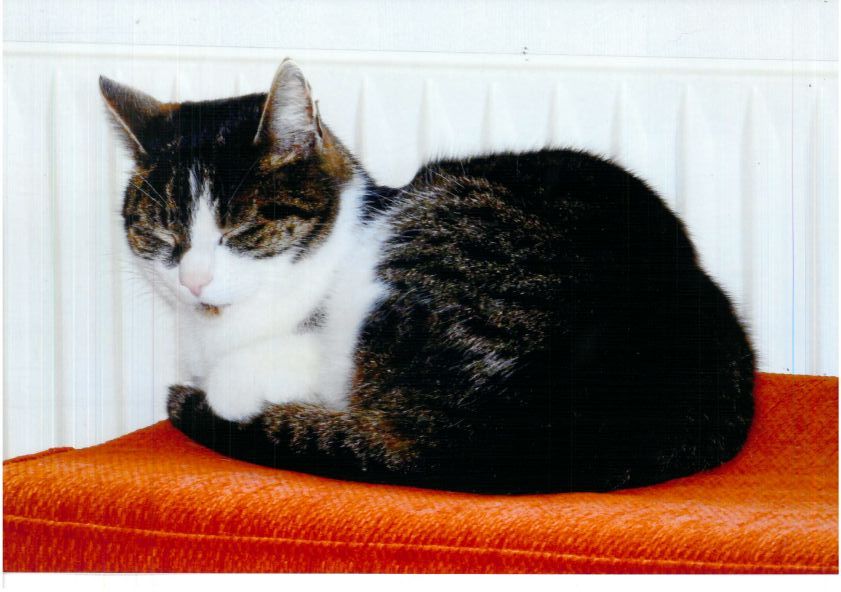 Vermisst – Kater Moritz an der Christuskirche am Moritzberg