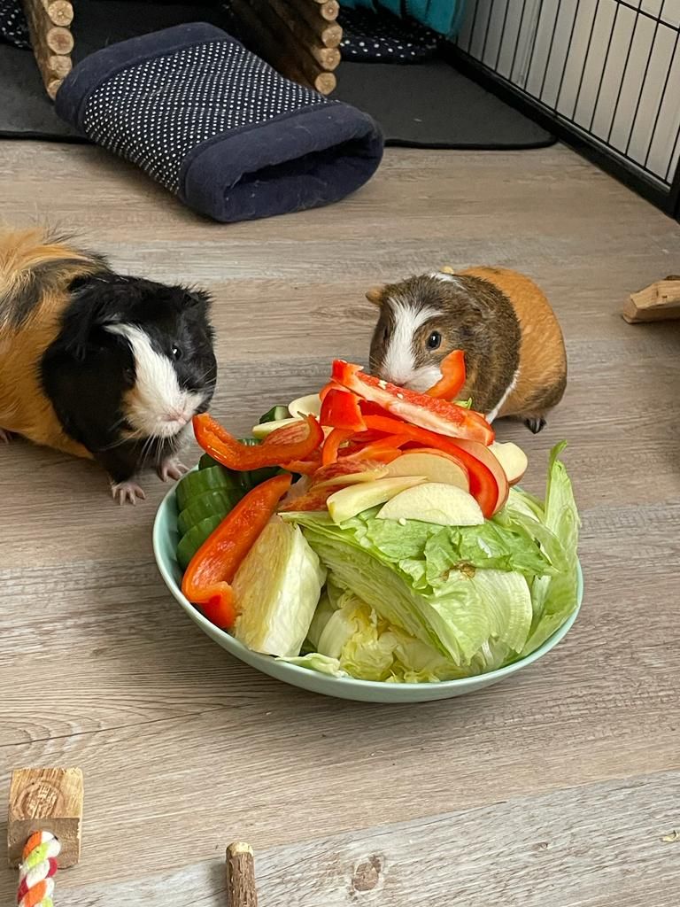 Meerschweinchen Penny und Amy Privatvermittlung