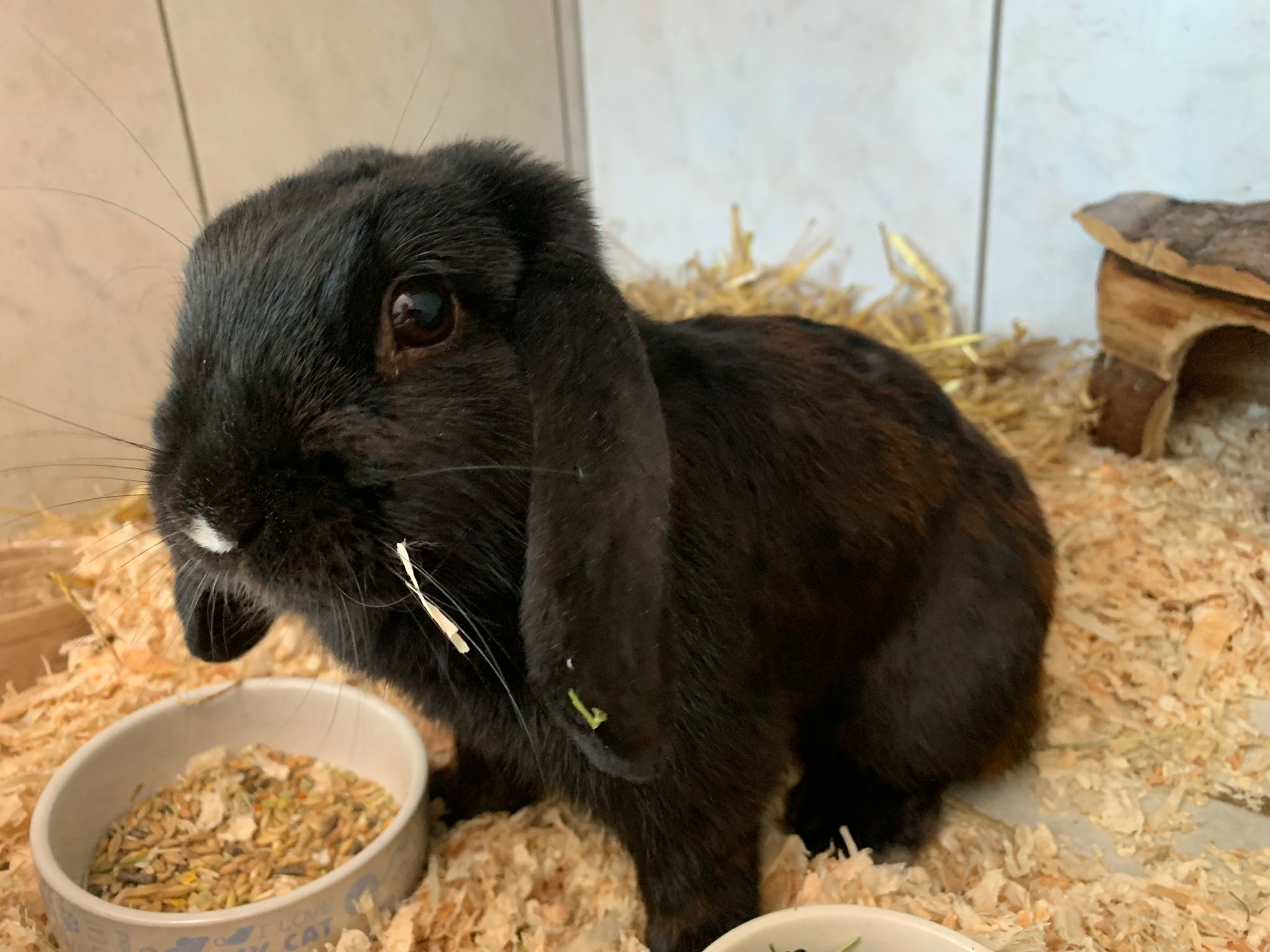 Zugelaufen – Kaninchen in Schellerten