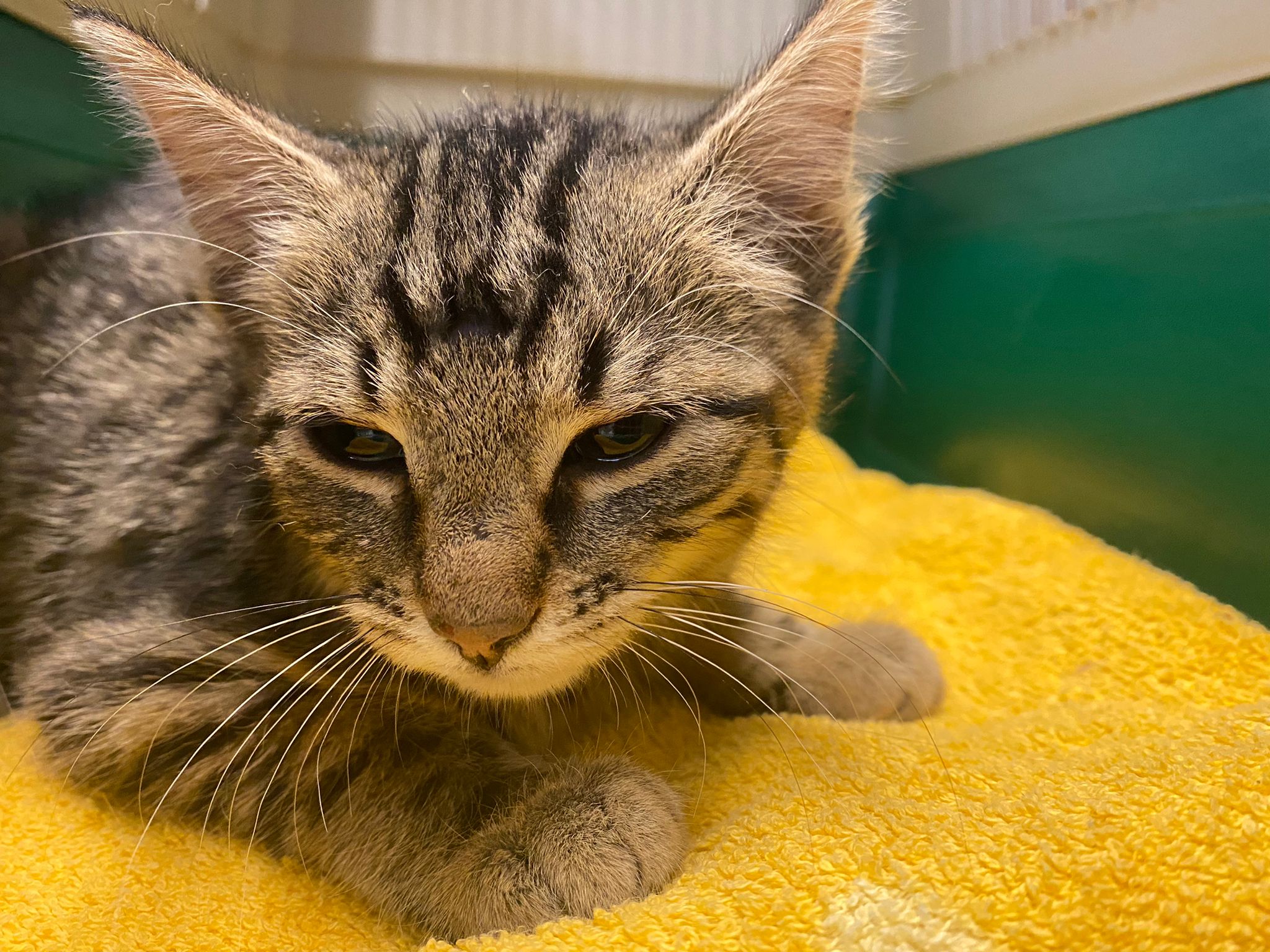 Zugelaufen – Katze in Hildesheim, Gartenkolonie Wellenteich