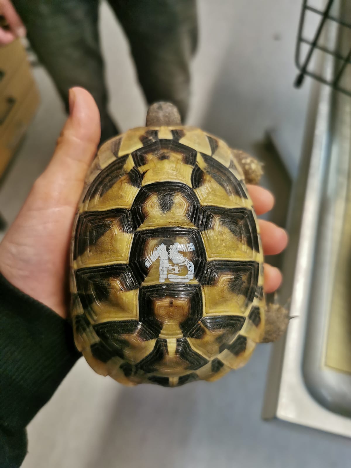 Zugelaufen – Schildkröte in Hildesheim, Eschenweg