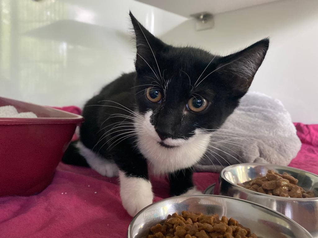 Zugelaufen – Katze in Hildesheim, Beyerische Burg