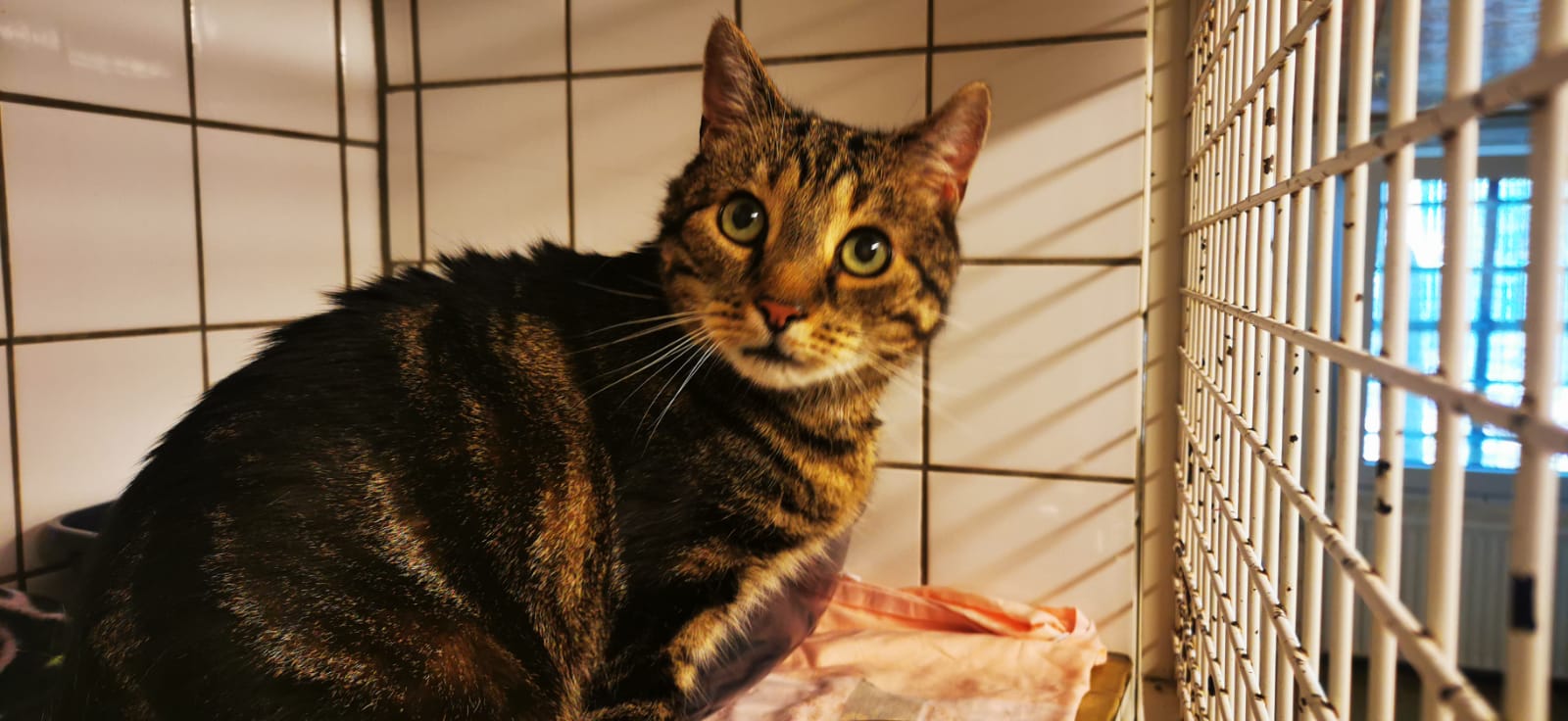 Zugelaufen – Kater in Harsum