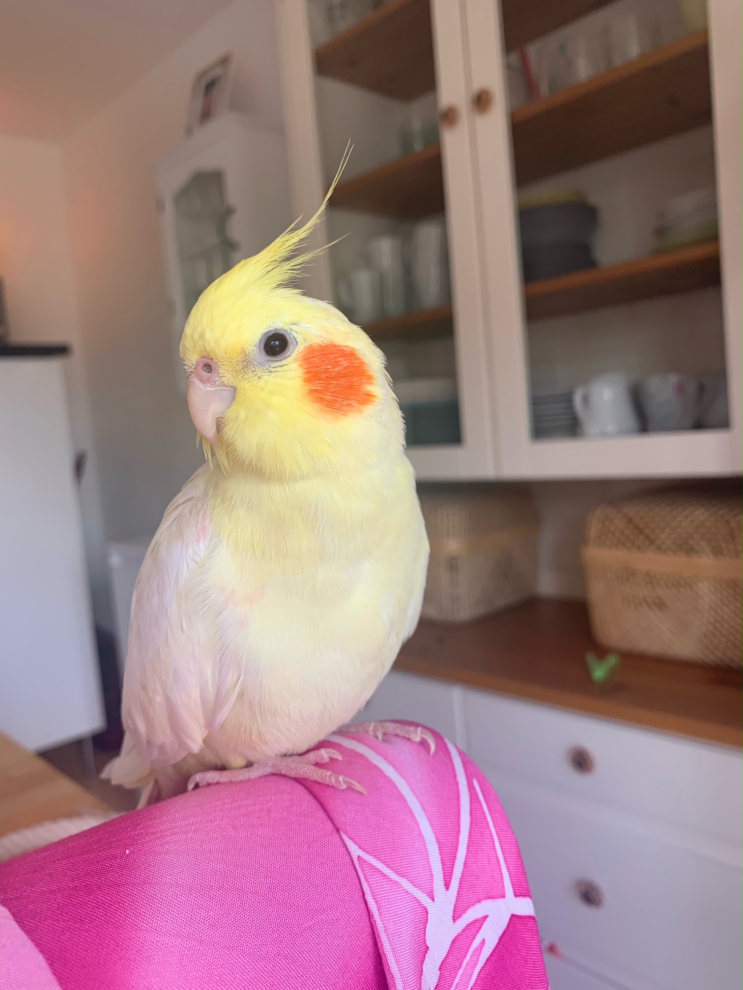 Vermisst – Nymphensittich aus Hannover