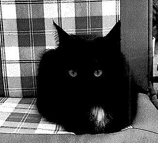 Vermisst – Katze Ally aus Holle