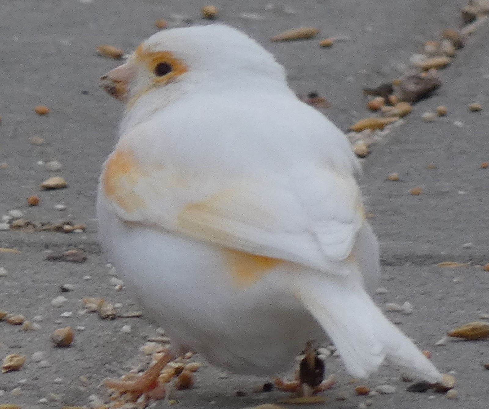 Zugeflogen – Kanarienvogel