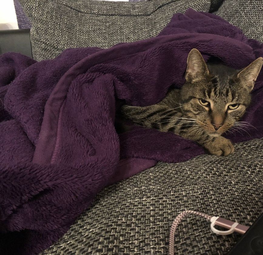 Vermisst – Katze Simba aus Adensen