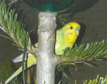 Vermisst – Wellensittich grüngelb entflogen