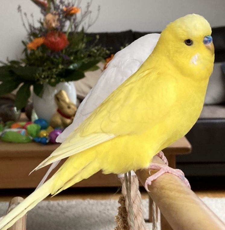 Vermisst – Wellensittich Willi am 03.09.2022 in Laatzen entflogen