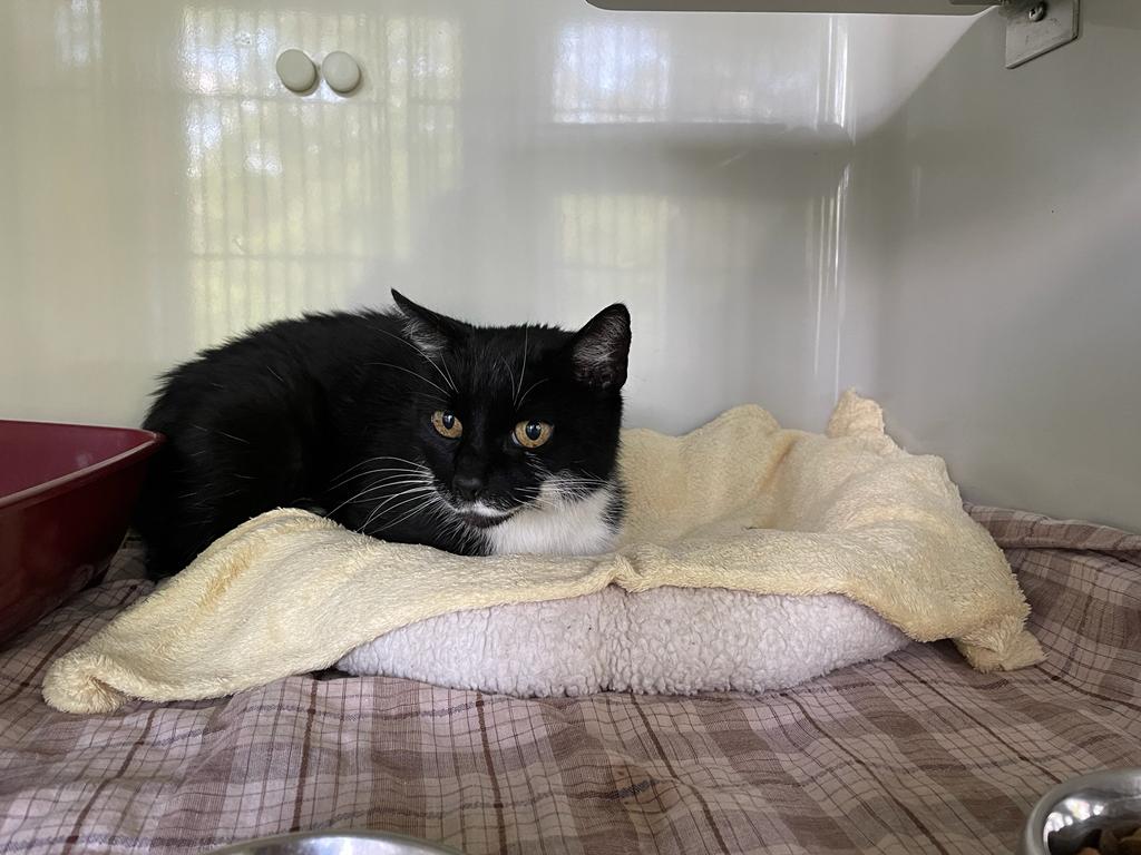 Zugelaufen – Katze in Hildesheim, Münchewiese