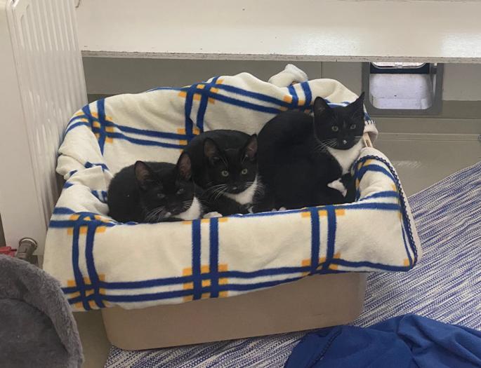 Katzenkinder Freya und Skadi