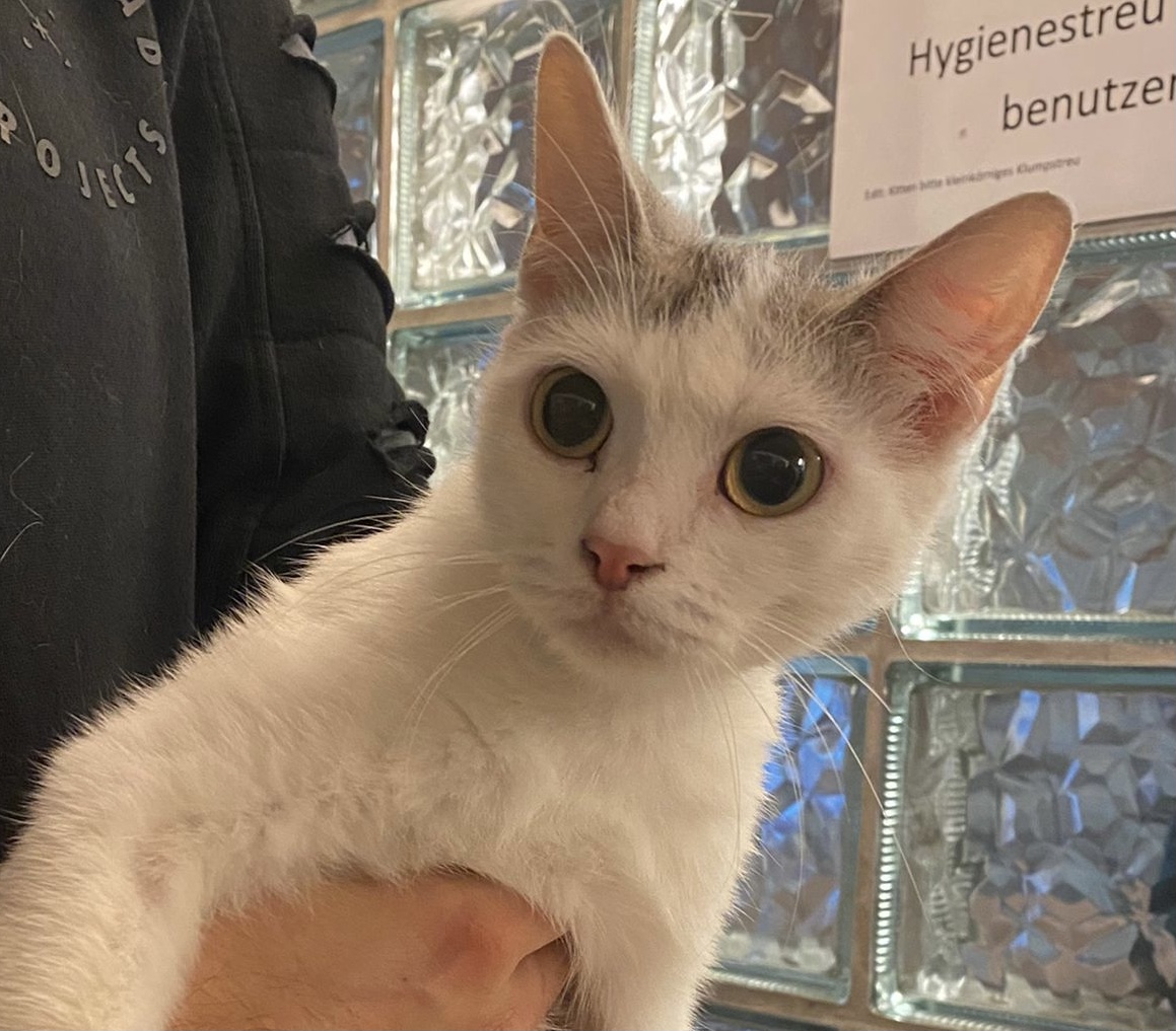 Zugelaufen – Katze in Hildesheim