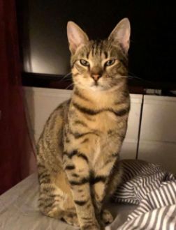 Vermisst – Kater Hugo aus Bockenem